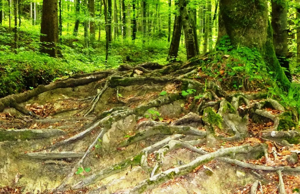 Die Seele braucht starke Wurzeln, um zu wachsen
